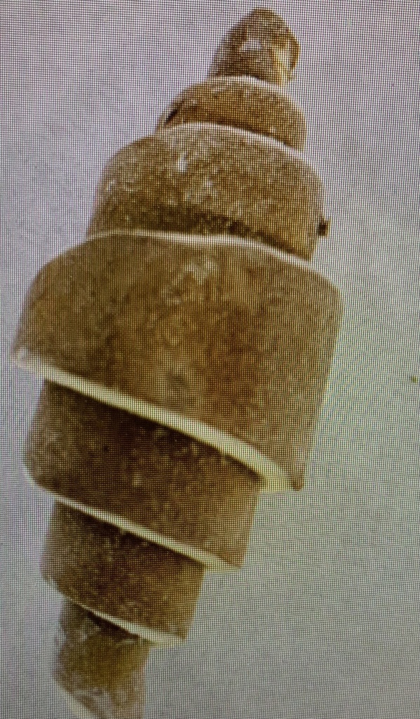 Croissant cacao raw 70gr